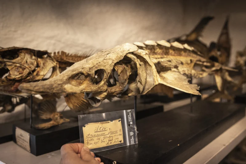 Preserved Atlantic sturgeon from Gothenburg Natural History Museum