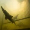 Return of the Sturgeon