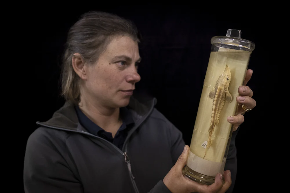 Atlantic sturgeon, Acipenser oxyrinchus